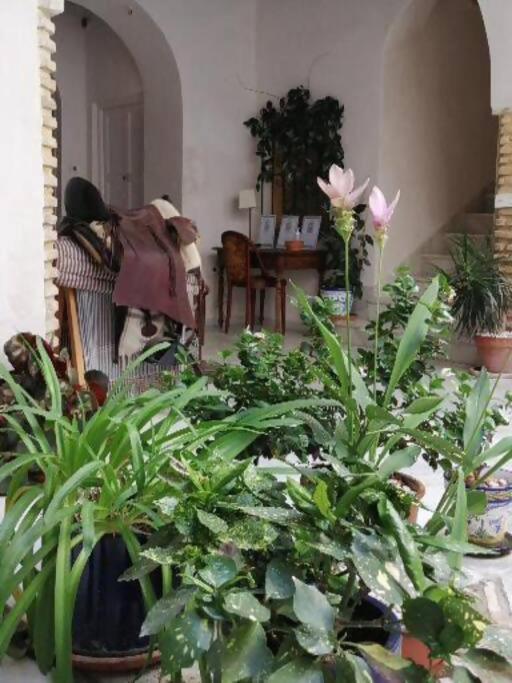 Apartamento Orégano Sanlúcar de Barrameda Exterior foto
